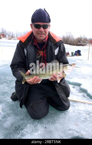 Pêcheur à la ligne avec doré jaune d'Amérique, Parc des îles Boucherville, Québec (Stizostedion vitreum), doré jaune d'Amérique, pêche sur glace, Canada Banque D'Images