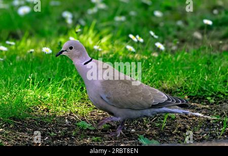 Une vue latérale d'une colombe sauvage à col eurasien 'Streptopelia decaocto', se nourrissant dans la prairie d'été verdoyante sur l'île de Vancouver Banque D'Images