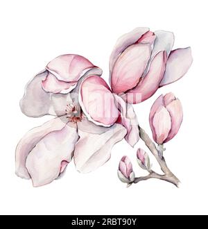 Illustration de magnolia aquarelle. Dessiné à la main. Banque D'Images