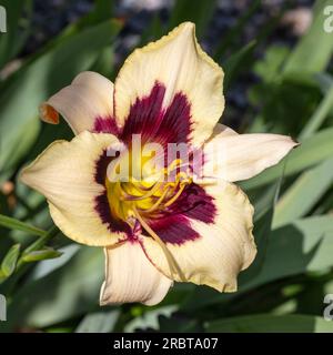 'Moonlit Mascarade' Daylily, Daglilja (Hemerocallis)Hemerocallis Banque D'Images