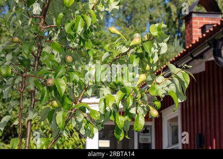 Päron (Pyrus communis) Banque D'Images