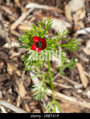 Oeil de faisan d'été, Sommaradonis (Adonis aestivalis) Banque D'Images