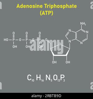 Structure chimique de l'adénosine triphosphate (ATP) (C10H16N5O13P3) adénine ribose et trois groupes phosphate. Ressources chimiques pour les enseignants et stu Illustration de Vecteur