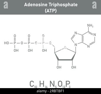Structure chimique de l'adénosine triphosphate (ATP) (C10H16N5O13P3) adénine ribose et trois groupes phosphate. Ressources chimiques pour les enseignants et stu Illustration de Vecteur