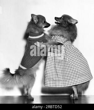 Alexandria, Virginie : 1947. Tena, la danseuse poméranienne, enseigne à son chiot de six mois, Tony, le dernier pas de danse, le Fox trot..... Banque D'Images