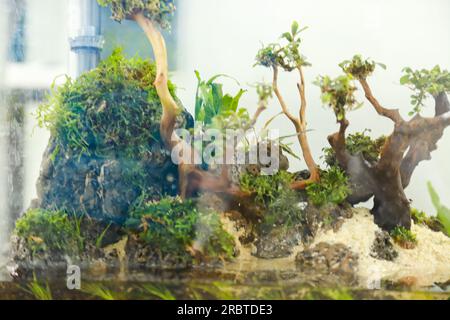 disposer des plantes aquascape telles que la mousse sur le bois rasamala et la roche de lave qui peut ajouter à l'esthétique de l'aquarium Banque D'Images