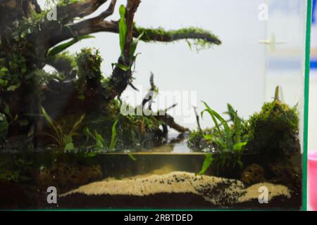 disposer des plantes aquascape telles que la mousse sur le bois rasamala et la roche de lave qui peut ajouter à l'esthétique de l'aquarium Banque D'Images