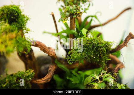 disposer des plantes aquascape telles que la mousse sur le bois rasamala et la roche de lave qui peut ajouter à l'esthétique de l'aquarium Banque D'Images