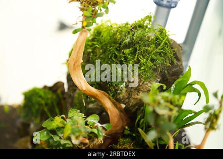 disposer des plantes aquascape telles que la mousse sur le bois rasamala et la roche de lave qui peut ajouter à l'esthétique de l'aquarium Banque D'Images