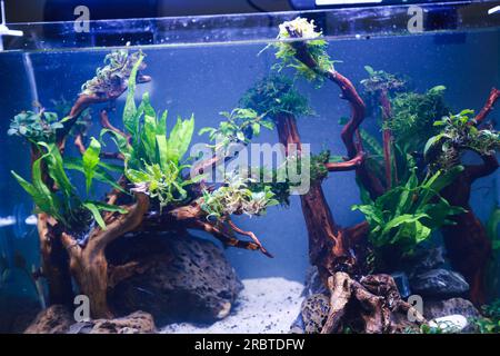 disposer des plantes aquascape telles que la mousse sur le bois rasamala et la roche de lave qui peut ajouter à l'esthétique de l'aquarium Banque D'Images