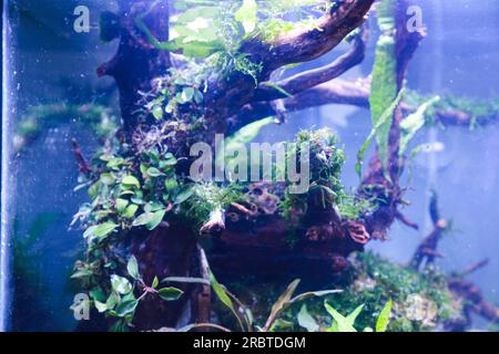 disposer des plantes aquascape telles que la mousse sur le bois rasamala et la roche de lave qui peut ajouter à l'esthétique de l'aquarium Banque D'Images