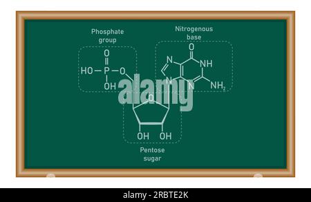 Structure chimique du nucléotide d'ADN. Trois parties d'un nucléotide. Groupe phosphate, sucre pentose et base azotée. Acides nucléiques. Chimie resou Illustration de Vecteur