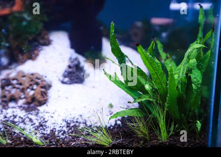 disposer des plantes aquascape telles que la mousse sur le bois rasamala et la roche de lave qui peut ajouter à l'esthétique de l'aquarium Banque D'Images