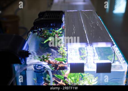 placer des lumières ultraviolettes au-dessus de l'aquarium pour soutenir le processus de photosynthèse dans les plantes aquascape Banque D'Images
