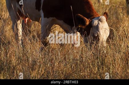 Klockenhagen, Allemagne. 11 juillet 2023. Tôt le matin, les vaches paissent sur un pâturage qui n'a plus l'air vert. Les chaudes journées d'été sont également dures pour le bétail de pâturage. Crédit : Bernd Wüstneck/dpa/Alamy Live News Banque D'Images