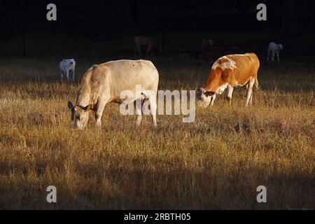 Klockenhagen, Allemagne. 11 juillet 2023. Tôt le matin, les vaches paissent sur un pâturage qui n'a plus l'air vert. Les chaudes journées d'été sont également dures pour le bétail de pâturage. Crédit : Bernd Wüstneck/dpa/Alamy Live News Banque D'Images