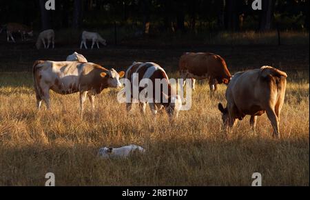 Klockenhagen, Allemagne. 11 juillet 2023. Tôt le matin, les vaches paissent sur un pâturage qui n'a plus l'air vert. Les chaudes journées d'été sont également dures pour le bétail de pâturage. Crédit : Bernd Wüstneck/dpa/Alamy Live News Banque D'Images