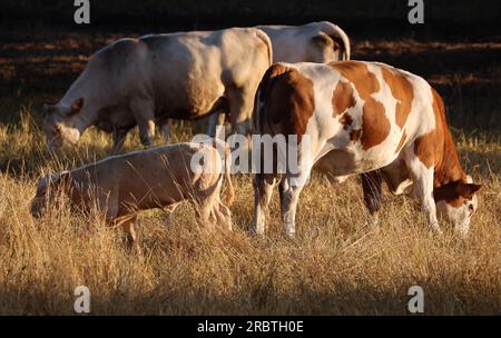 Klockenhagen, Allemagne. 11 juillet 2023. Tôt le matin, les vaches paissent sur un pâturage qui n'a plus l'air vert. Les chaudes journées d'été sont également dures pour le bétail de pâturage. Crédit : Bernd Wüstneck/dpa/Alamy Live News Banque D'Images