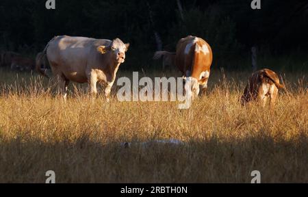 Klockenhagen, Allemagne. 11 juillet 2023. Tôt le matin, les vaches paissent sur un pâturage qui n'a plus l'air vert. Les chaudes journées d'été sont également dures pour le bétail de pâturage. Crédit : Bernd Wüstneck/dpa/Alamy Live News Banque D'Images