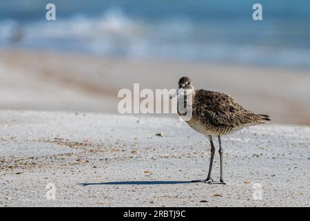 Un Sandpipper de willet de l'est (Tringa semipalmata) se dresse le long du rivage sur la plage de l'île Amelia dans le nord-est de la Floride. (ÉTATS-UNIS) Banque D'Images