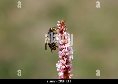 Guêpe médiane (Dolichovespula media) de la famille des Vespidae. Femme, travailleuse. Fleurs roses du bistort de l'Himalaya (Bistorta affinis), famille des Polygonacées Banque D'Images