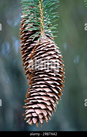 Vieux cônes mâles Spruce Picea abies virgata Picea cônes Banque D'Images