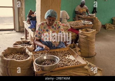 St. George, Grenade - 27 novembre 2015 : ferme de production de noix avec femme Banque D'Images