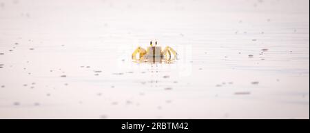 Crabe fantôme aux yeux cornes sur la plage de sable de l'île tropicale du Sri Lanka. Photographie de crabe fantôme jaune. Banque D'Images