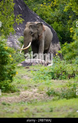 Majestueux éléphant asiatique avec de longues défenses près d'un rocher dans le parc national de Yala. Belle photo de portrait d'éléphant sauvage. Banque D'Images