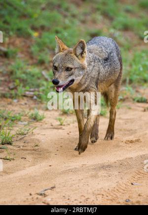 Le chacal sri-lankais marche sur la route de gravier dans le parc national de Yala, le chacal doré solitaire errant sur la photo de la face avant libre. Banque D'Images