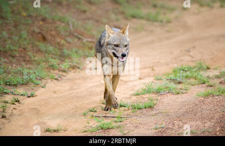 Marches du chacal sri-lankais sur la route de gravier dans le parc national de Yala, photo de face du chacal doré solitaire. Banque D'Images