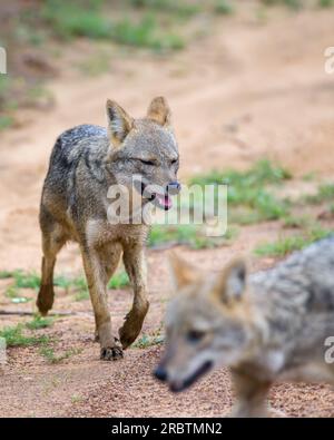 Paire de chacals sri lankais marchent à la recherche de proies dans le parc national de Yala. Banque D'Images