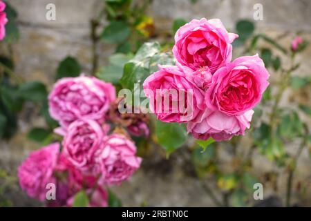 Escalade rose sur un mur de jardin, Oxfordshire Royaume-Uni. Banque D'Images