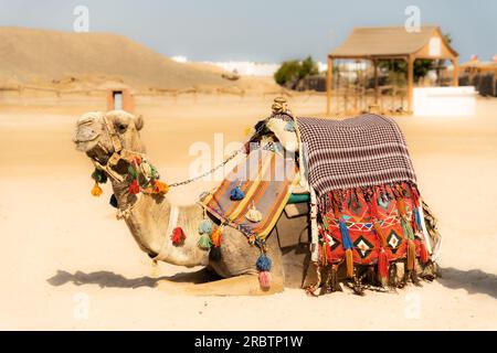 Chameau assis sur la plage, équitation à dos de chameau en Egypte, safari arabe, activités de vacances Banque D'Images