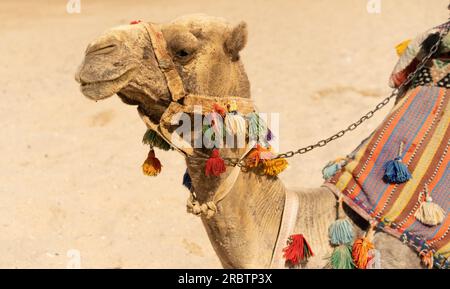 Chameau assis sur la plage, équitation à dos de chameau en Egypte, safari arabe, activités de vacances Banque D'Images