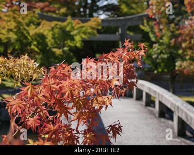 Feuilles d'érable en automne dans un temple à Kyoto, Japon Banque D'Images