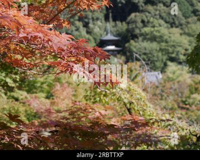 Eikan do temple en automne à Kyoto, saison de feuillage d'automne de l'érable japonais Banque D'Images