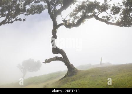 Un homme profite de la belle vue sur la forêt de Fanal pendant une journée brumeuse de printemps, Porto Moniz, Madère, Portugal, Europe Banque D'Images