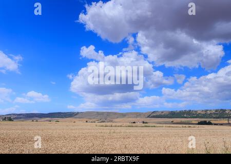 Champ de blé dans les Pouilles, Italie. Le parc national d'Alta Murgia est un plateau calcaire, avec de larges champs et des affleurements rocheux, des prairies. Banque D'Images