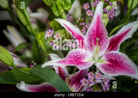 Bouquet Stargazer Lily dans une pièce maîtresse entièrement fleurie Banque D'Images