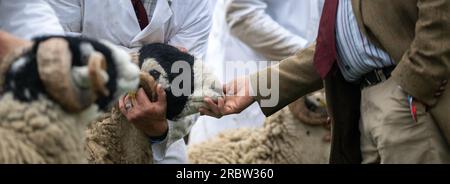 Agriculteurs montrant leurs moutons au Royal Highland Show, Édimbourg, 2023. Banque D'Images