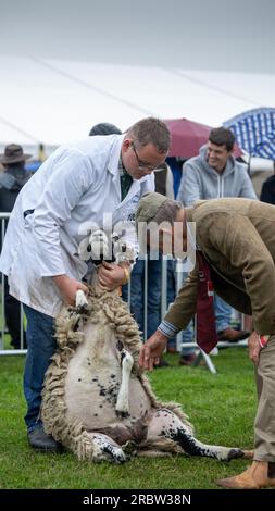 Agriculteurs montrant leurs moutons au Royal Highland Show, Édimbourg, 2023. Banque D'Images