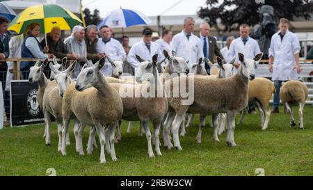 Agriculteurs montrant leurs moutons au Royal Highland Show, Édimbourg, 2023. Banque D'Images