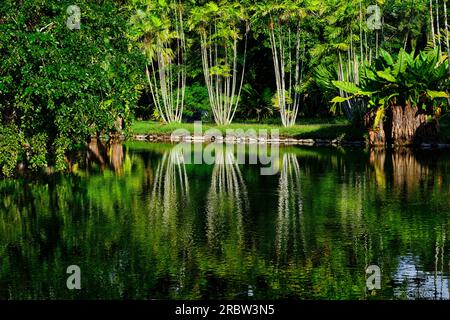 Ile Maurice, district de Pamplemousses, Pamplemousses, le jardin botanique Sir Seewoosagur Ramgoolam // Mauritius, district de Pamplemousses, Pamplemouss Banque D'Images