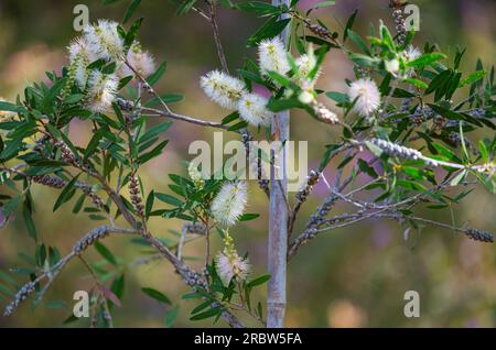 bush Callistemon salignus gros plan Banque D'Images