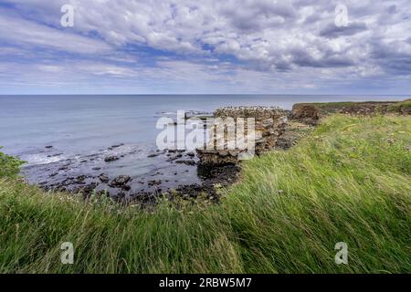 A quelques pas du phare de Souter près de Sunderland se trouve cette fabuleuse pile de mer - Jack Rock avec sa population de Cormorans et de Gulls Banque D'Images