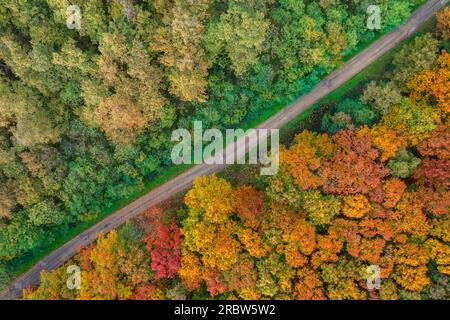 Vue aérienne de haut en bas sur le chemin de terre traversant la belle forêt d'automne avec des couleurs chaudes et des arbres colorés. Banque D'Images