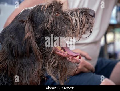 Portrait d'un pointeur allemand à poil de fer (Deutscher Drahthaar) assis à côté de son maître Banque D'Images