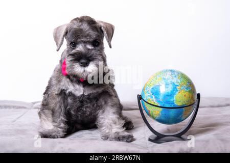 schnauzer miniature assis à côté du globe à la maison. Chien étudiant. Retour à l'école. Concept de voyage et d'éducation. Style de vie Banque D'Images