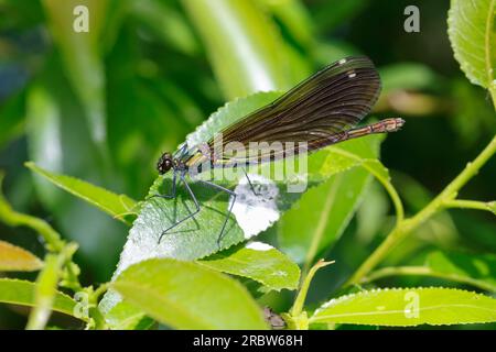 Blauflügel-Prachtlibelle, Prachtlibelle, Blauflügelprachtlibelle, Weibchen, Calopteryx vierge, Bluewing, belle Demoiselle, demoiselle agrion, female Banque D'Images